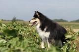 CHIEN FINNOIS DE LAPONIE 639